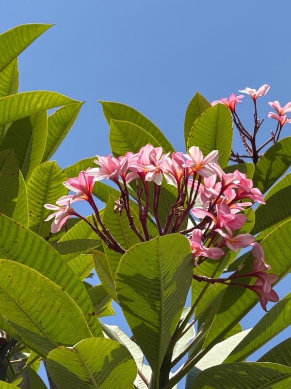 Lime butterflies, tropical blooms, and a poolside garden in Denpasar