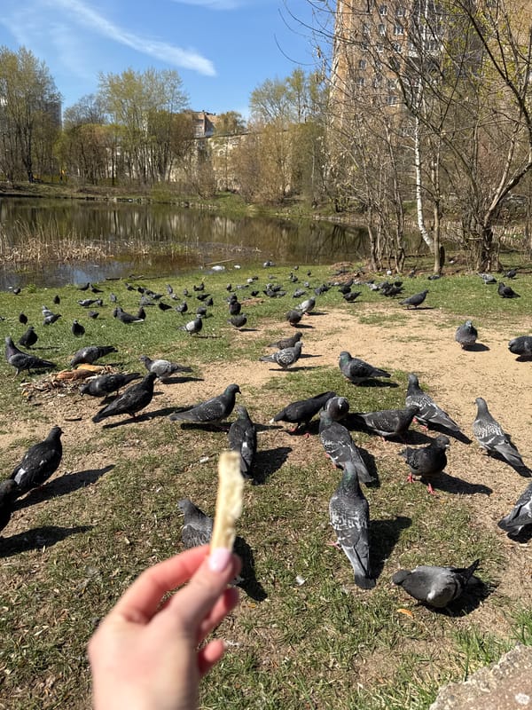 Person feeds pigeons by water in Tomilino, Russia
