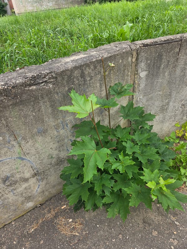 Morning Life Documented in Daugavpils: Pets, Gardens, Crafts