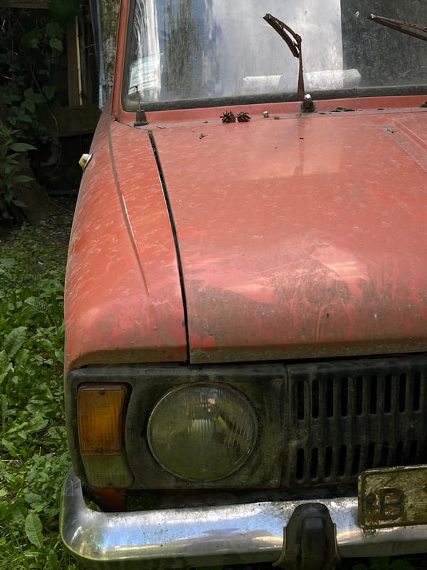 Garden flowers, wild berries, and parked cars in Lviv