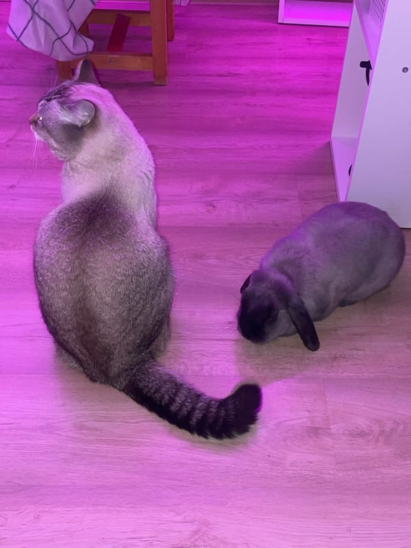Quiet Evening with Pets Documented in Russian Home