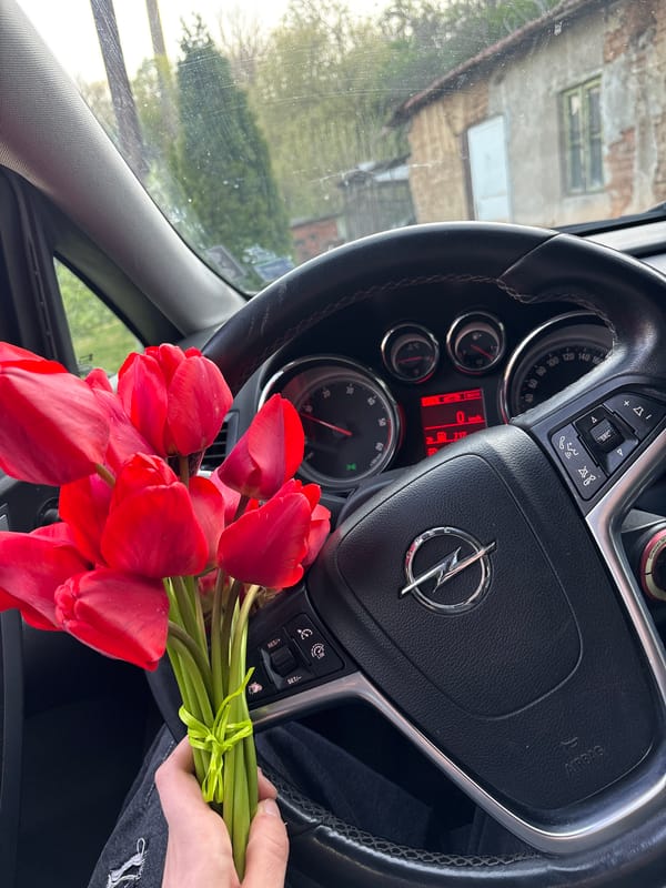 Red tulips photographed on car steering wheel in Ruse