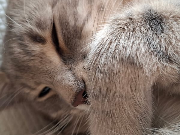 Cat photography session amid cloudy afternoon in Novi Sad