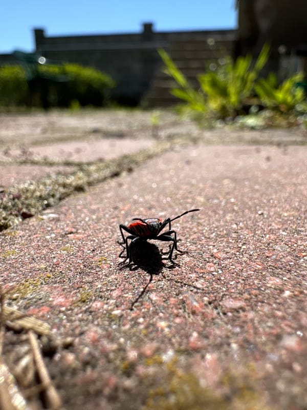 Red-shouldered bug spotted crawling on brick surface