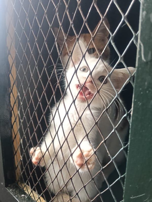 Kittens observed vocalizing in wire enclosure in Nairobi