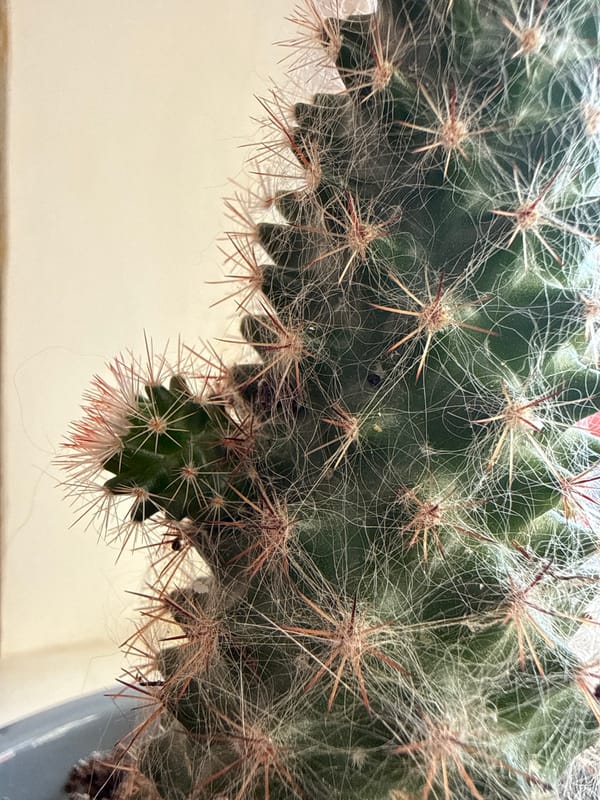 Fuzzy cactus on a checkered cloth, shot overhead in Raivka