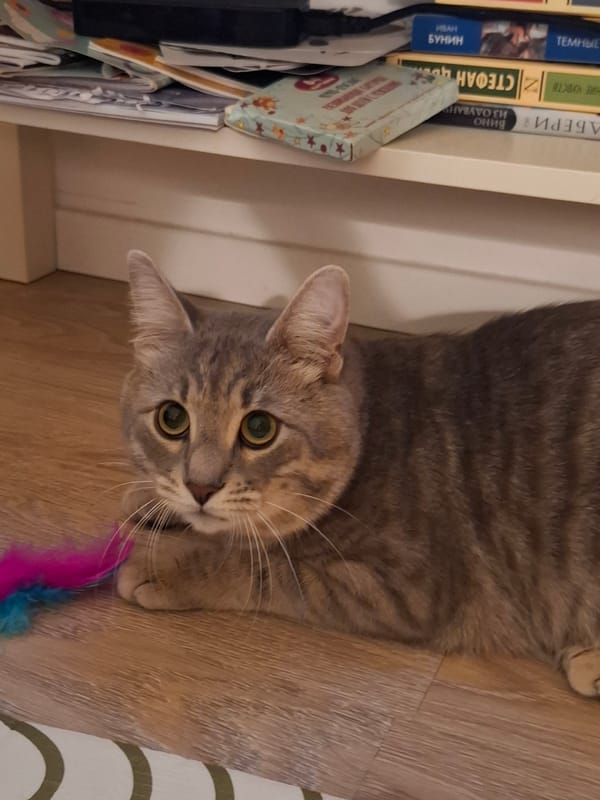 Tabby cat documented in home setting over three hours