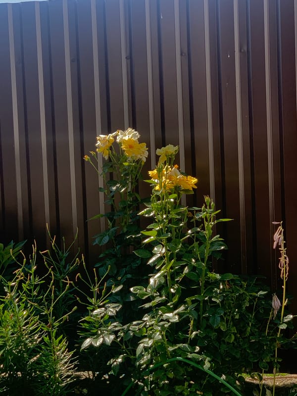 Roses in bloom along a backyard fence in Minsk