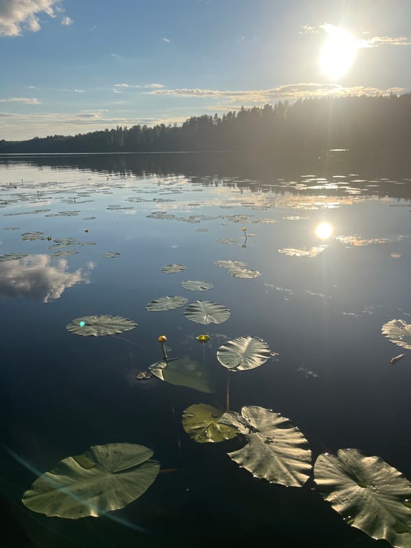 Quiet evening at a Finnish lakeside, lily pads and forest paths