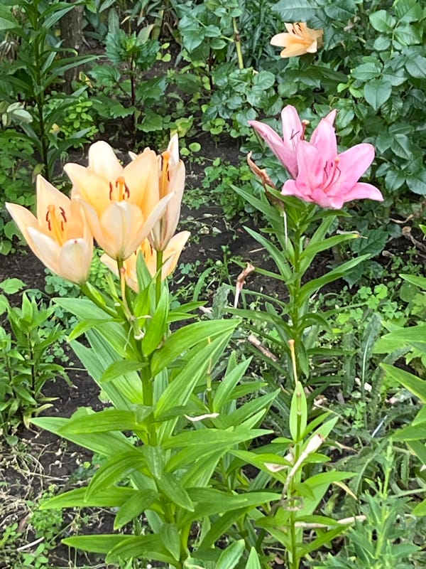 Dnipro garden in bloom, flowers and pollinators up close