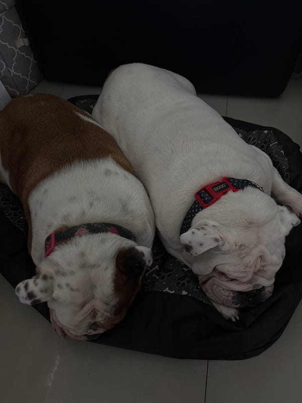 Two bulldogs sleep peacefully indoors in Mexico City