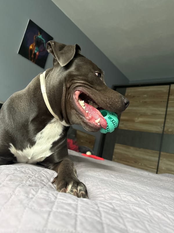 Pit bull at home in Varna, with a quick look outside