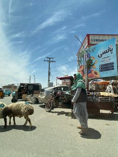 Sheep cross busy Kandahar street amid morning traffic