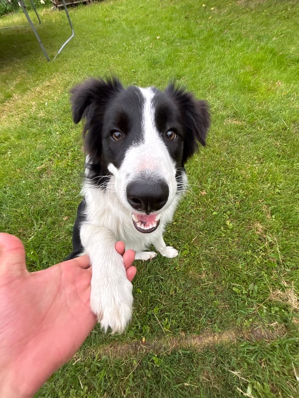 Border Collie plays tug-of-war and relaxes in Latvian backyard