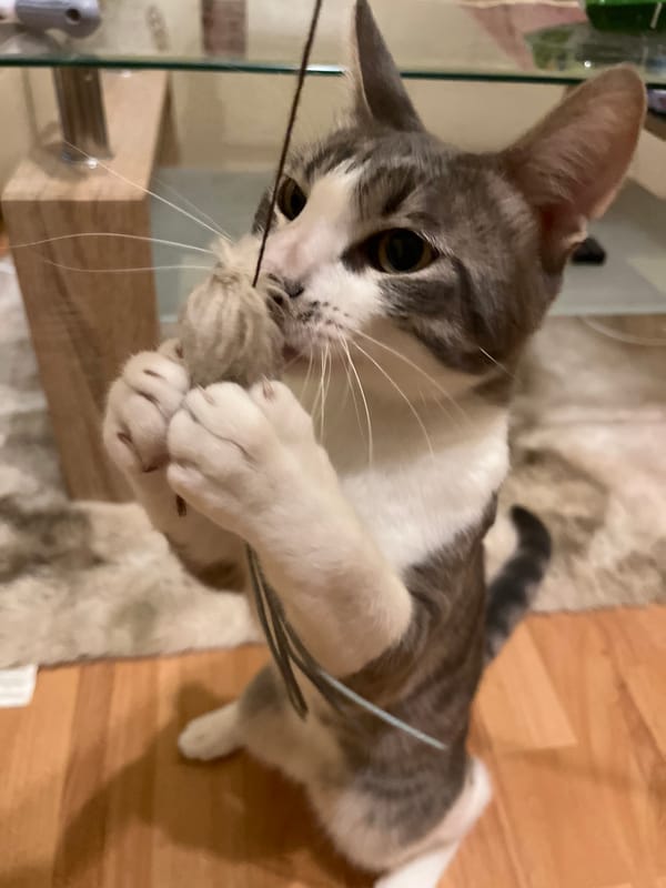 Gray tabby cat plays and poses for the camera