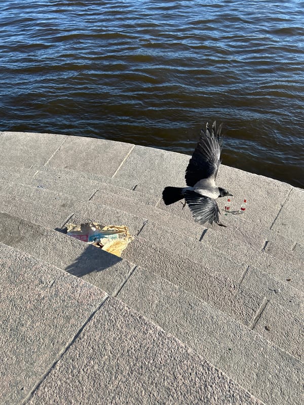 Witness documents Saint Petersburg waterfront views on sunny afternoon