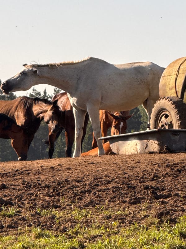 Horses, wildflowers, and a summer morning in rural Lithuania