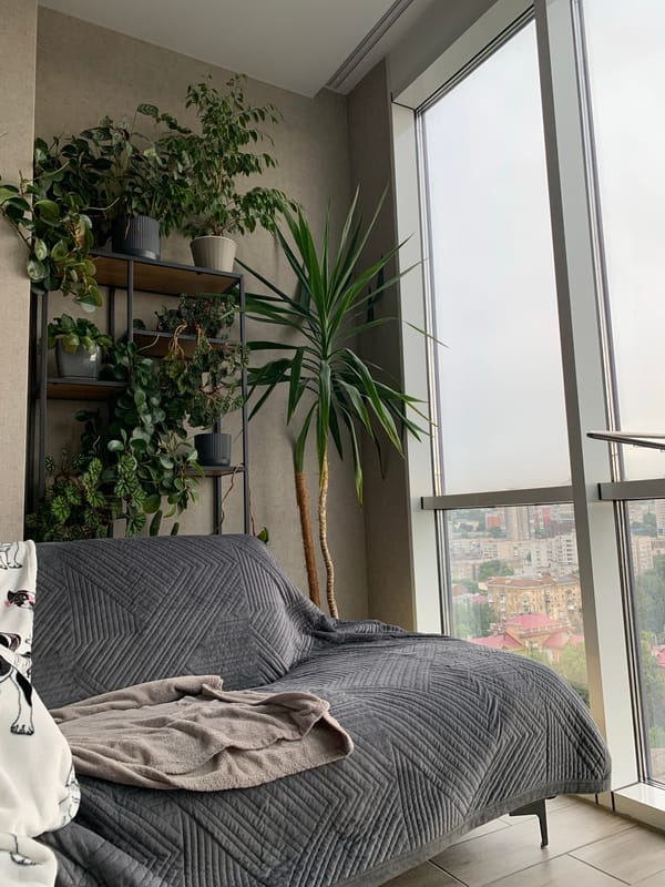 City views, indoor plants, and a Sphynx cat on a cloudy day