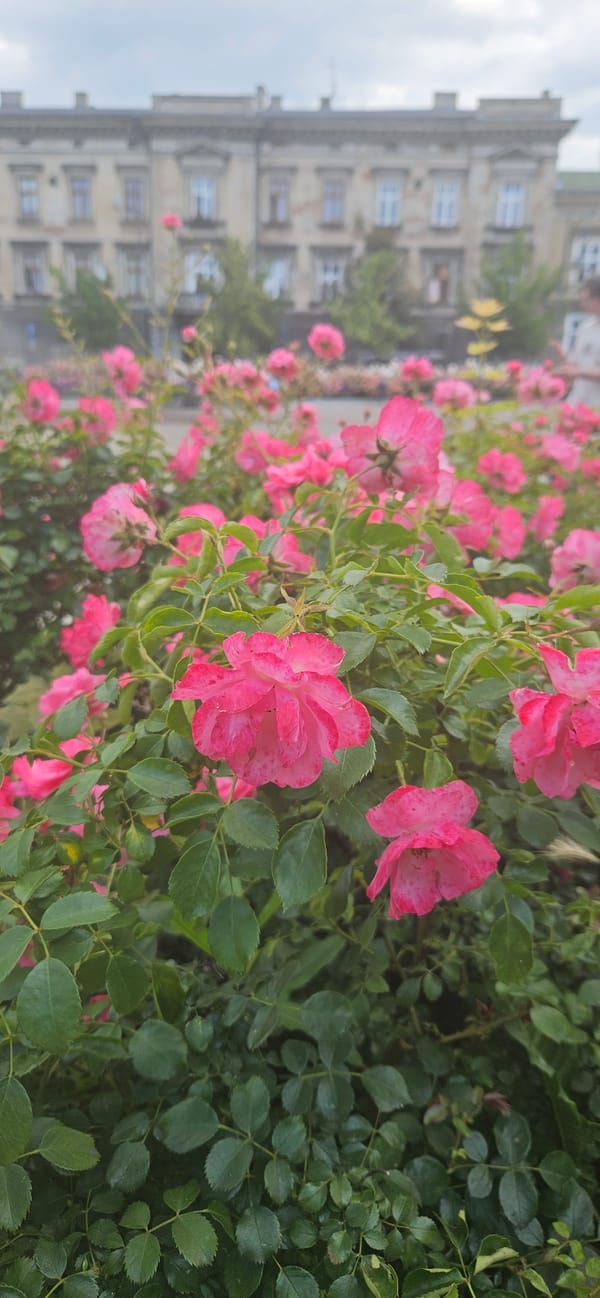 Roses, pigeons, and Gothic spires in central Krakow