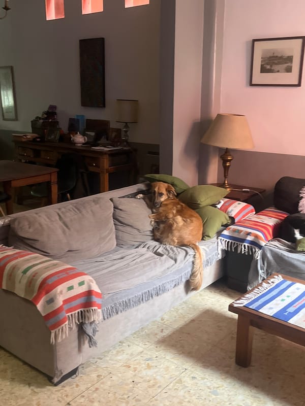 Dog rests peacefully on couch in Avellaneda home