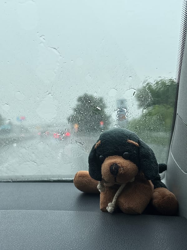 Rainy day drive with stuffed animal companion in Burgas