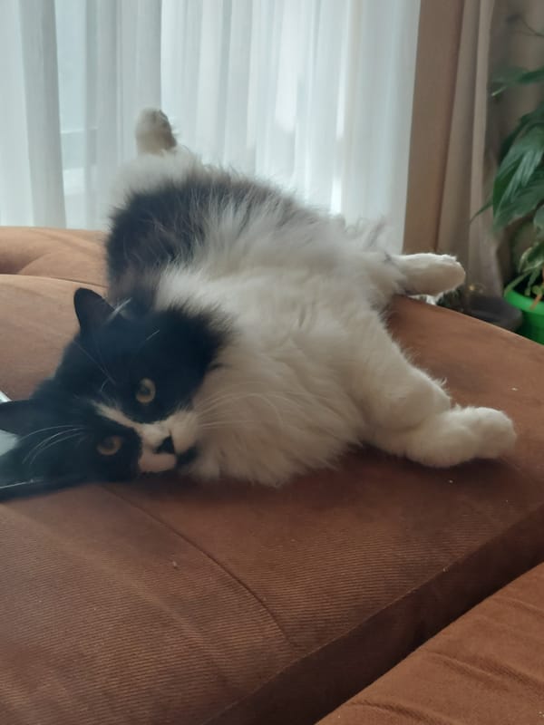Cat lounges upside down on couch in Plovdiv home