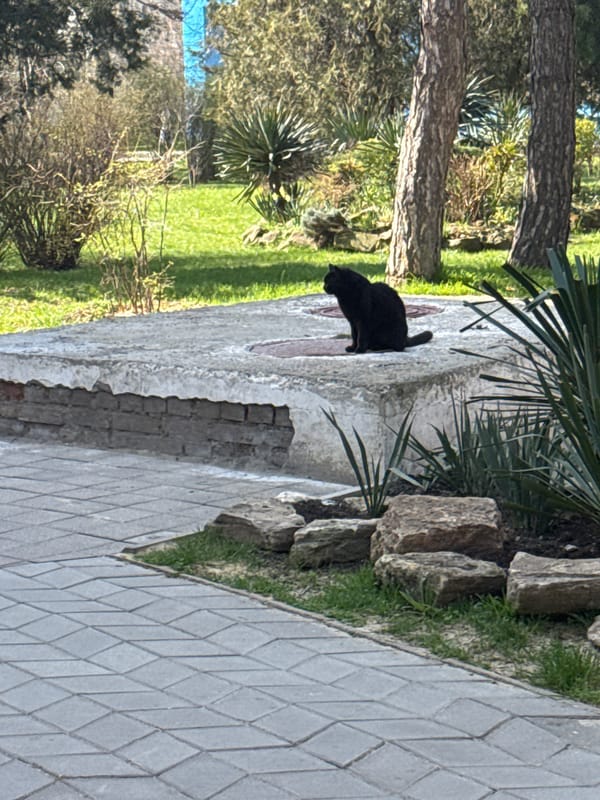 Morning park scenes with selfies and sculptures in Anapa