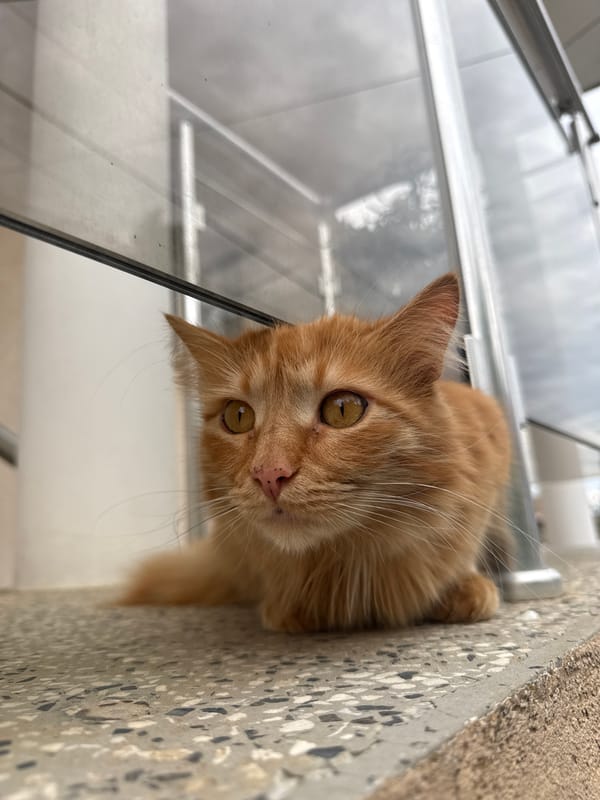 Orange tabby cat photographed lounging on concrete ledge in Bulgaria
