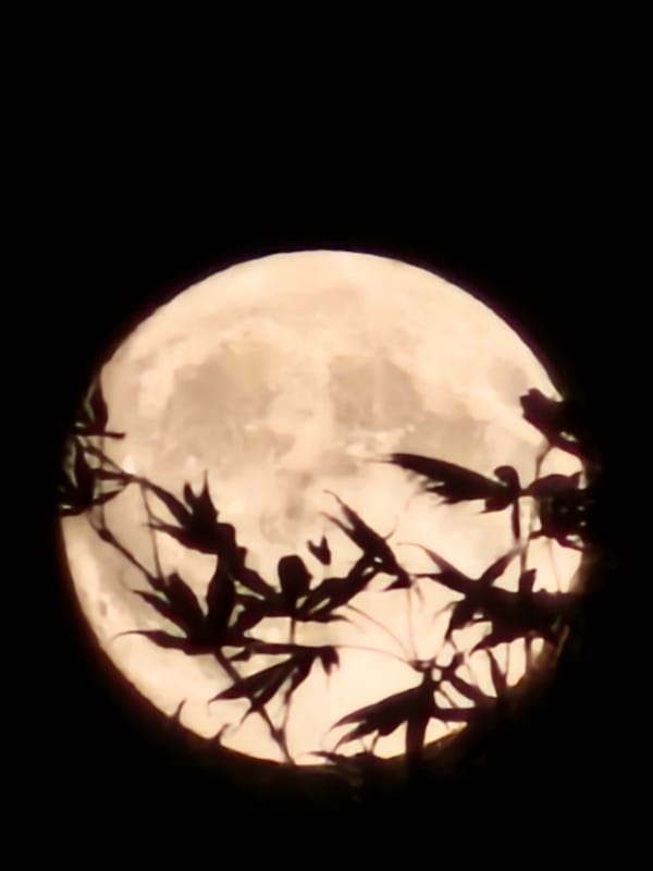 Full moon peeks through silhouetted branches in Luxembourg