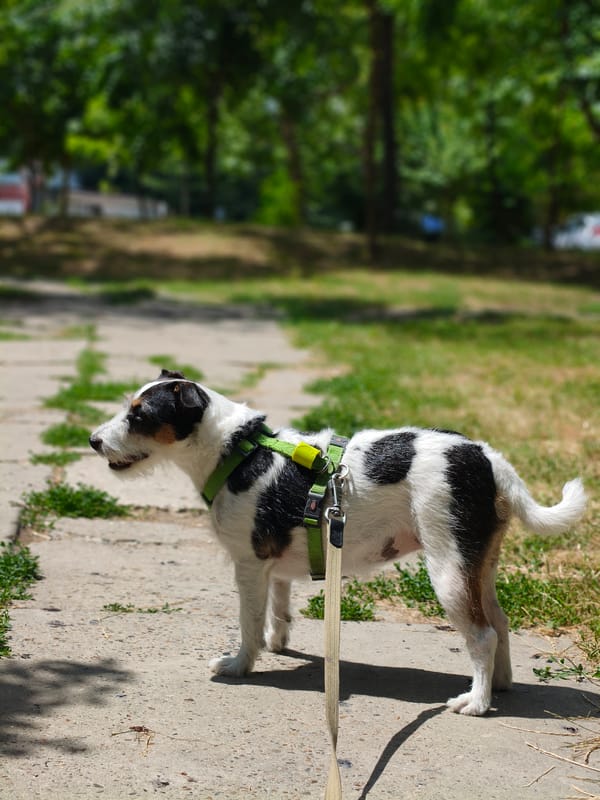 Terrier and hooded crow share a sunny park