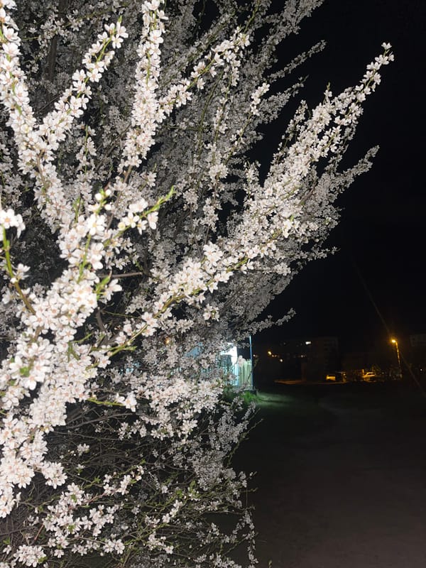 Spring night scenes documented across Sofia's urban landscape