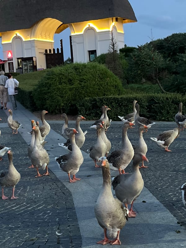 Geese roam a paved walkway near a thatched arch in Dnipro