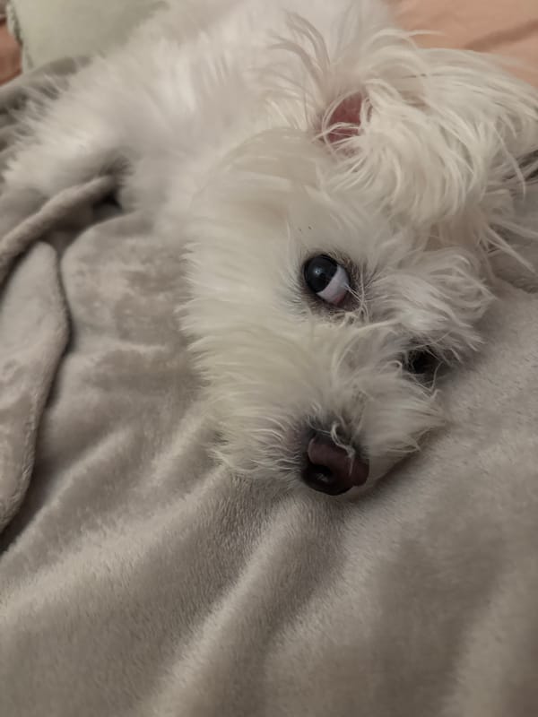 Small white dog photographed at home in Bulgaria