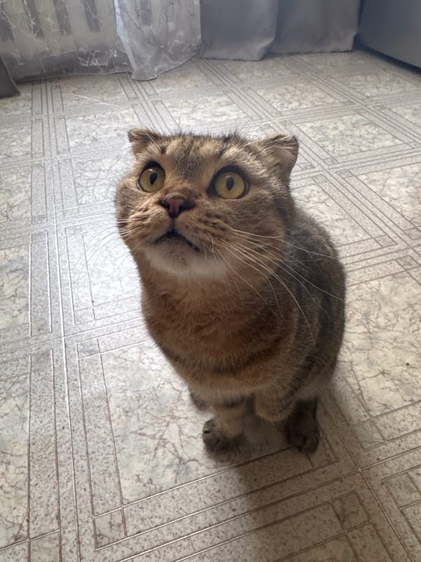 Friday morning life documented in Chaikovsky with pets and salon