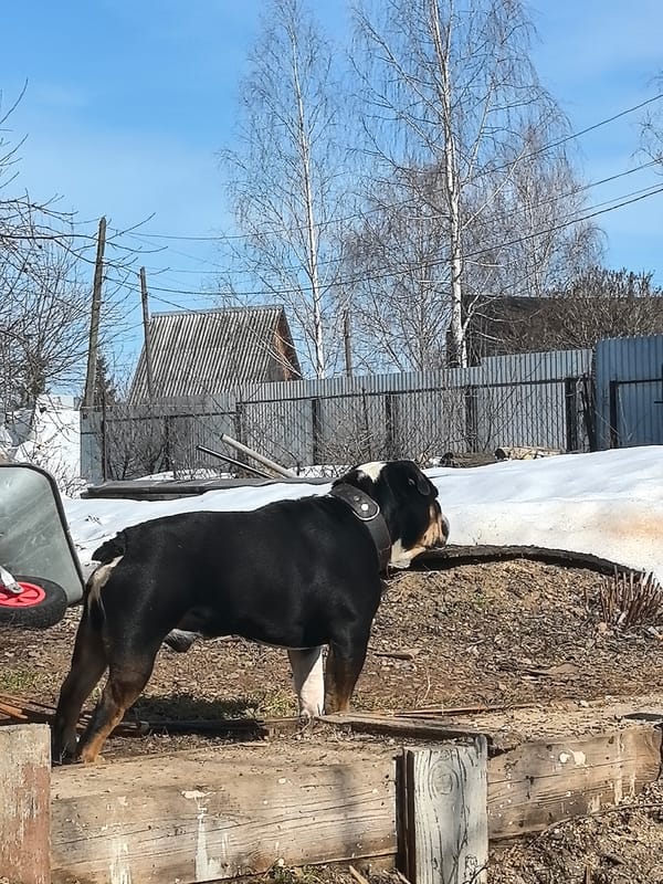 Bulldog and homebrew beer documented in Noviy, Russia