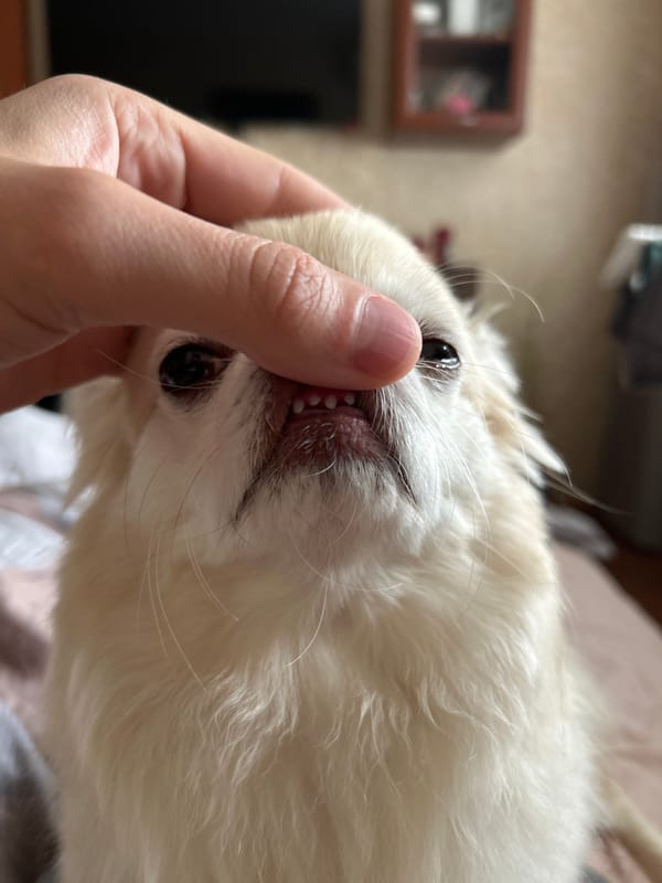 Fluffy Chihuahua snacks and chills at home in Moskovskiy