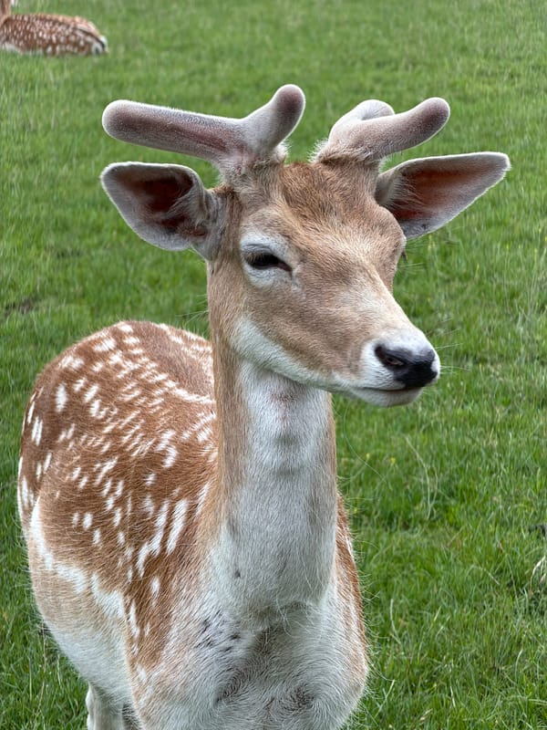 Fallow deer herd spotted grazing in German field