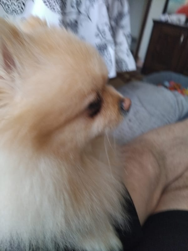 Pomeranian dog chilling indoors in Apriltsi, Bulgaria