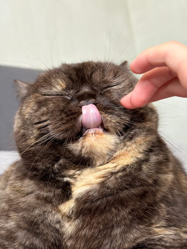 Cat receives affection, purrs contentedly in Chaikovsky