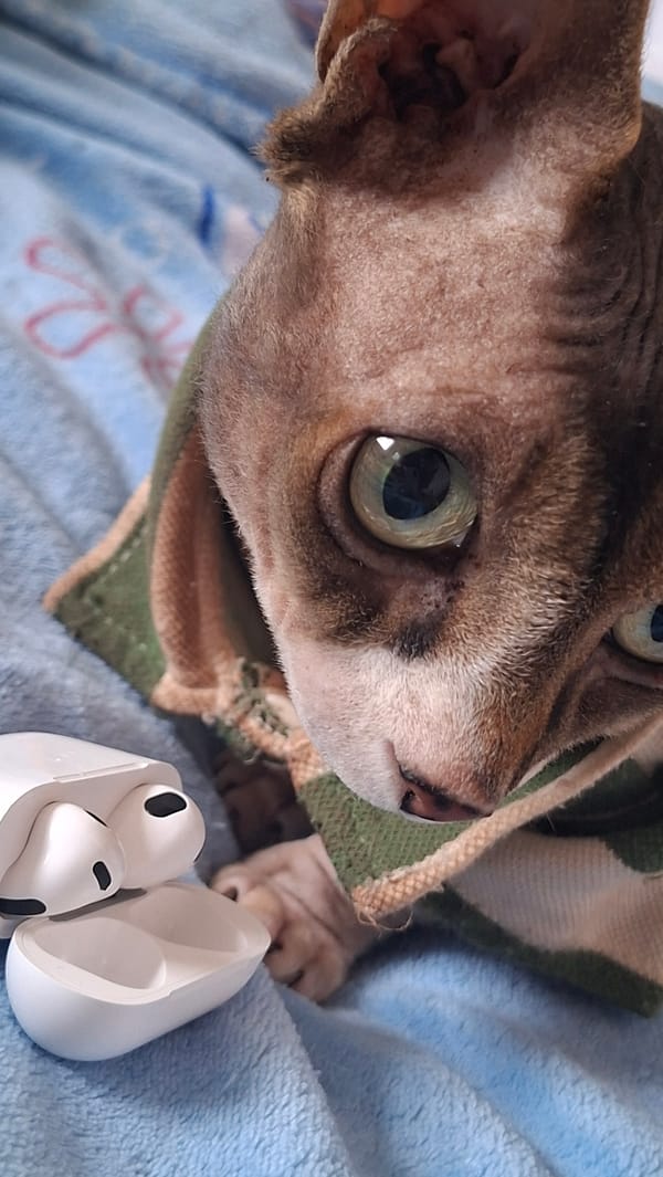 Sphynx cat, sunglasses, and watermelon on a lazy morning
