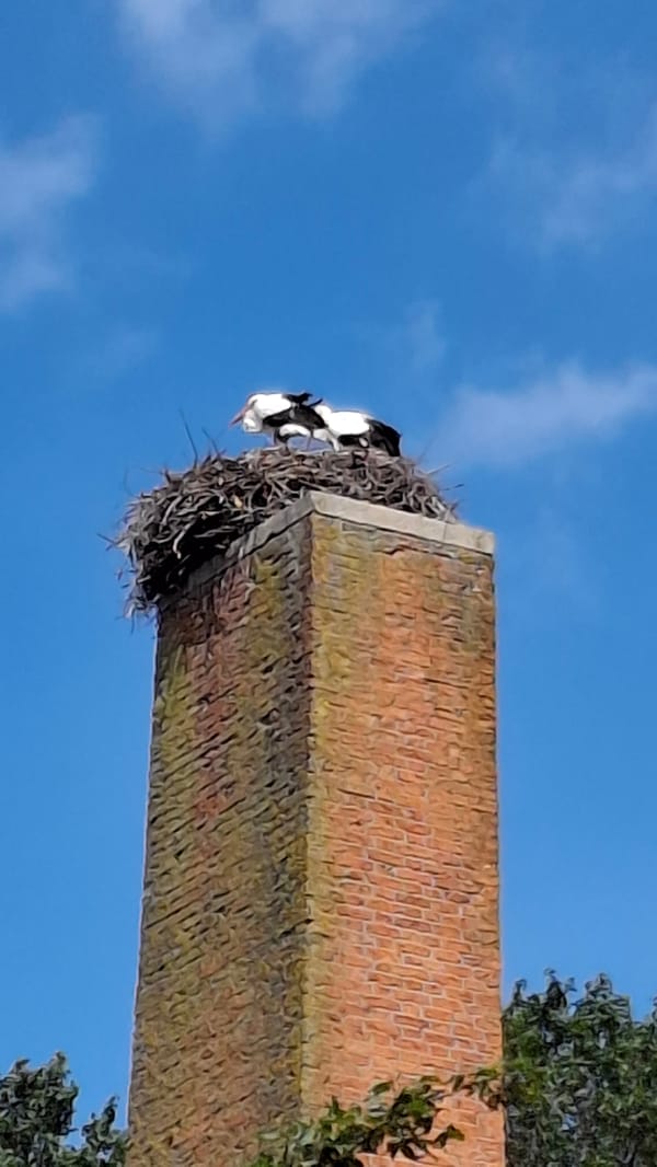 Canals, storks, and city streets in Amsterdam