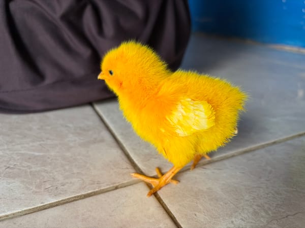 Dyed chicks on a tiled floor in rural Indonesia