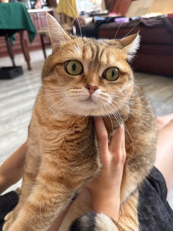 Morning with pets and plants in sunroom overlooking town