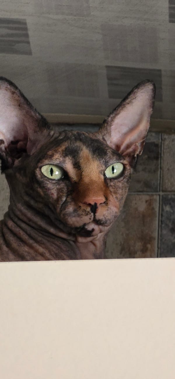 Sphynx cat portrait session in Baku, with snack detours