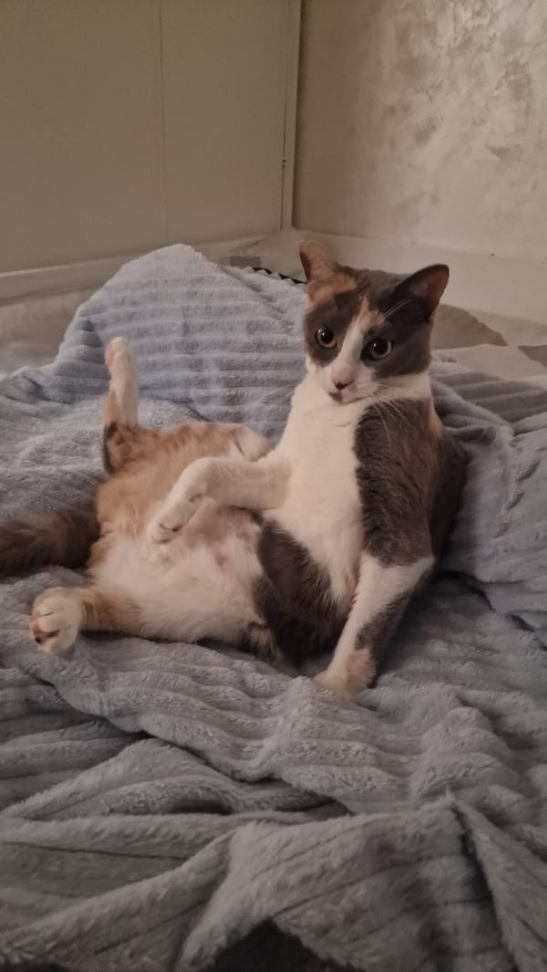 Calico cat lounges and grooms on a blue blanket in Sochi