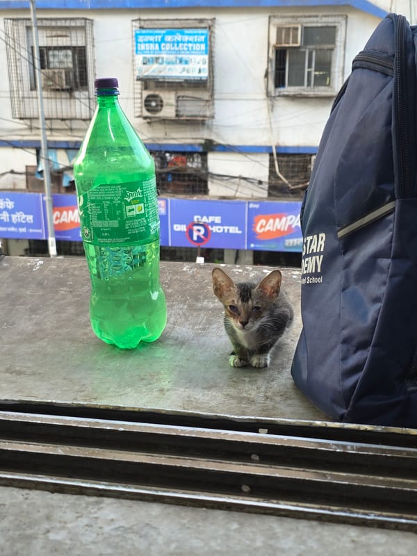 Tabby kitten spotted on Mumbai street from elevated view