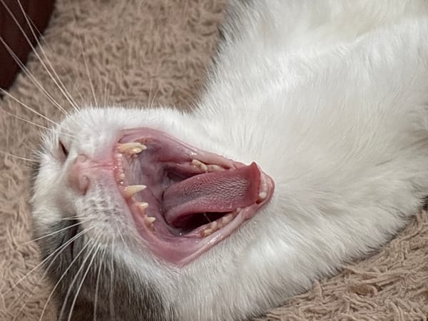 Scottish Fold cat photographed up close in Vladivostok