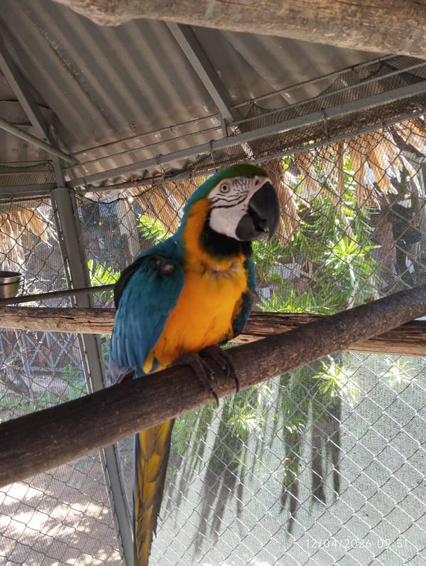 Resort scenes documented in Porlamar, Venezuela including pools and macaw