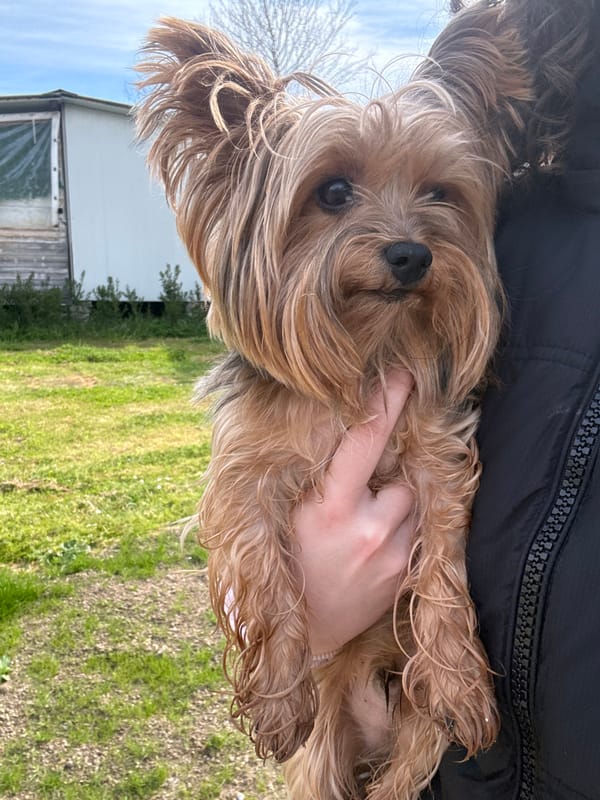 Fluffy terrier held in casual moment in Lozenets, Bulgaria