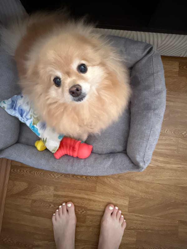 Afternoon at home: toys, food, pets, and everyday objects